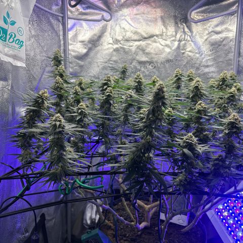 Fruity Pebbles 2.0 growlog timeline photo