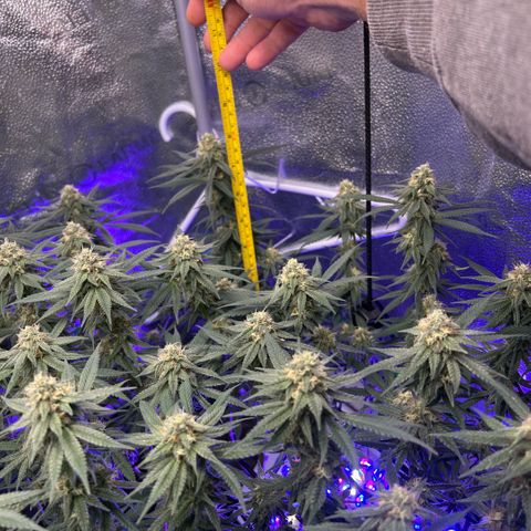 Fruity Pebbles 2.0 growlog timeline photo