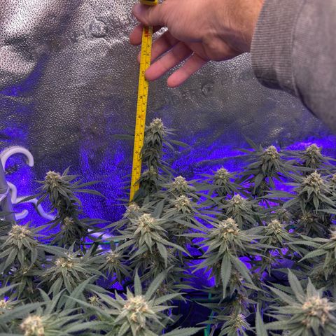 Fruity Pebbles 2.0 growlog timeline photo