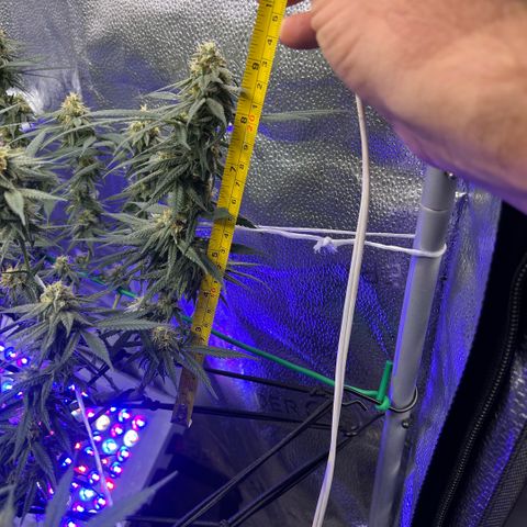 Fruity Pebbles 2.0 growlog timeline photo