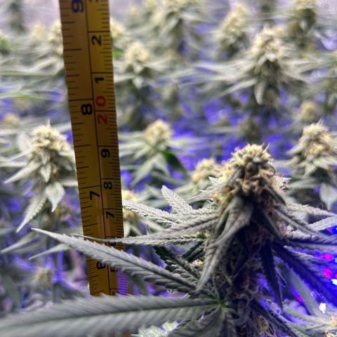 Fruity Pebbles 2.0 growlog timeline photo