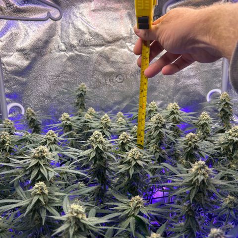 Fruity Pebbles 2.0 growlog timeline photo