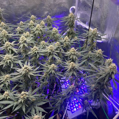 Fruity Pebbles 2.0 growlog timeline photo