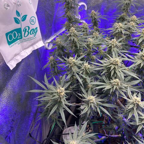 Fruity Pebbles 2.0 growlog timeline photo