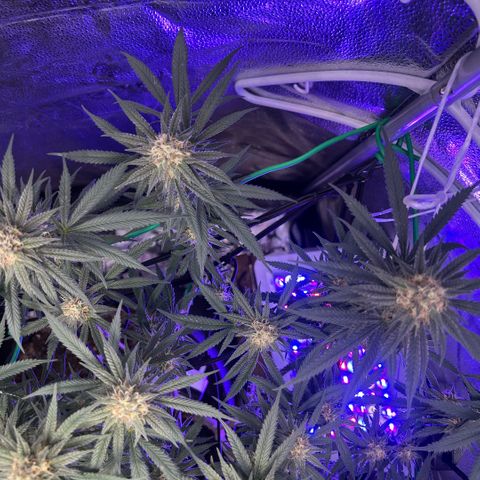 Fruity Pebbles 2.0 growlog timeline photo