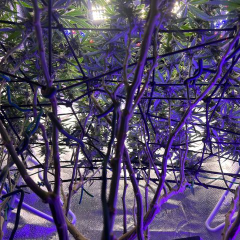 Fruity Pebbles 2.0 growlog timeline photo
