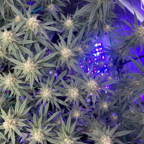 Fruity Pebbles 2.0 growlog timeline photo