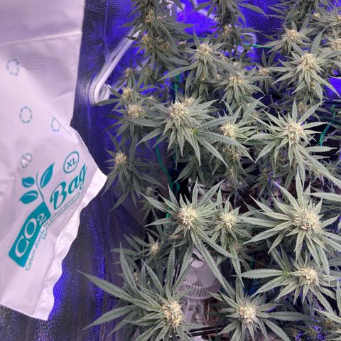 Fruity Pebbles 2.0 growlog timeline photo