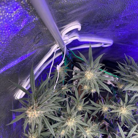 Fruity Pebbles 2.0 growlog timeline photo