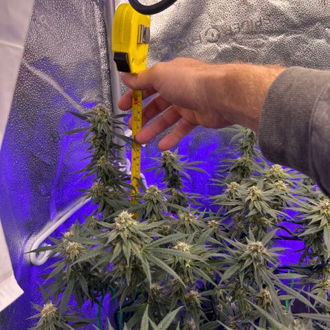 Fruity Pebbles 2.0 growlog timeline photo