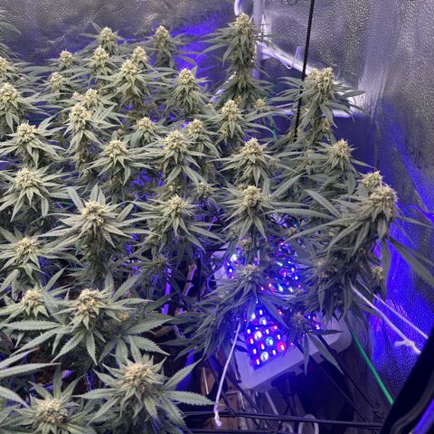 Fruity Pebbles 2.0 growlog timeline photo
