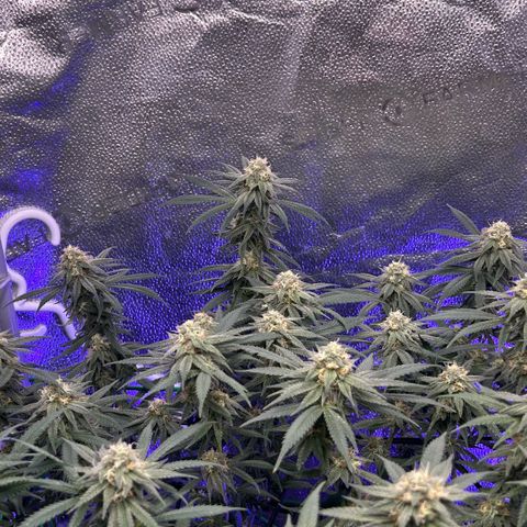Fruity Pebbles 2.0 growlog timeline photo