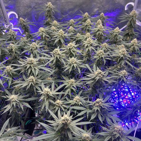 Fruity Pebbles 2.0 growlog timeline photo
