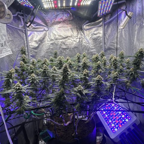 Fruity Pebbles 2.0 growlog timeline photo