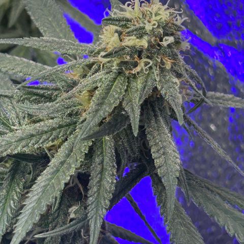 Fruity Pebbles 2.0 growlog timeline photo