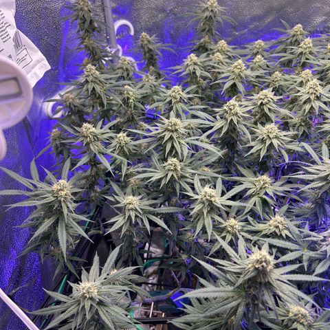 Fruity Pebbles 2.0 growlog timeline photo