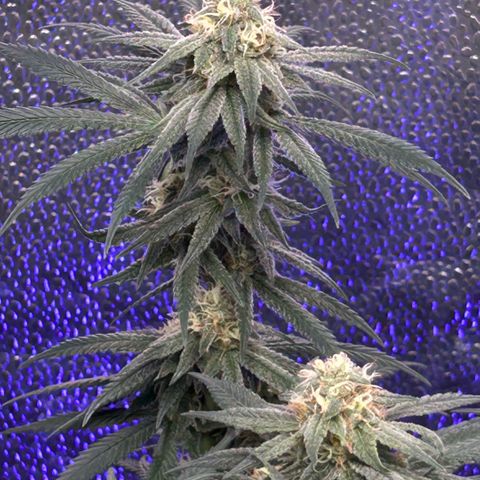 Fruity Pebbles 2.0 growlog timeline photo