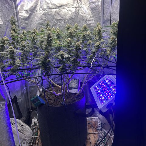 Fruity Pebbles 2.0 growlog timeline photo