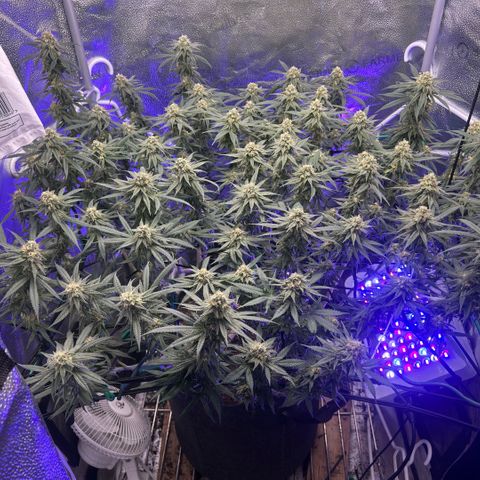 Fruity Pebbles 2.0 growlog photo: Le bouste PK++ commence à être visible yess