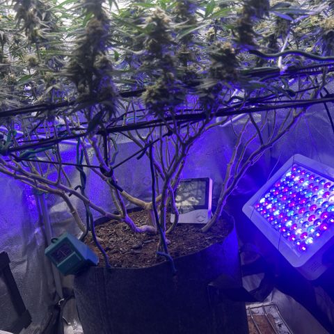 Fruity Pebbles 2.0 growlog photo: Le bouste PK++ commence à être visible yess