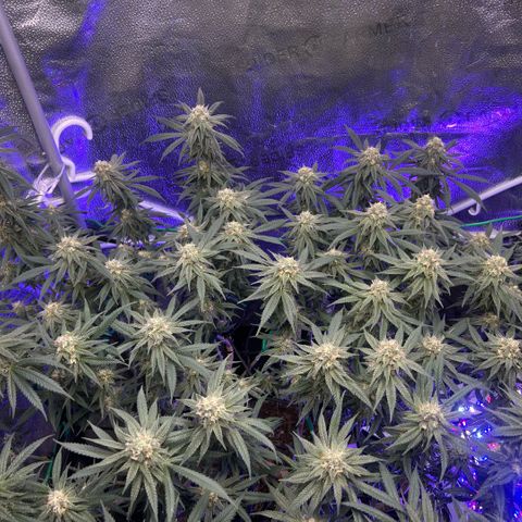 Fruity Pebbles 2.0 growlog photo: Le bouste PK++ commence à être visible yess