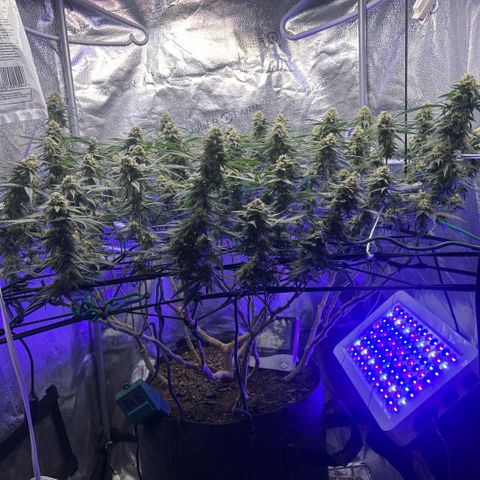Fruity Pebbles 2.0 growlog photo: Le bouste PK++ commence à être visible yess