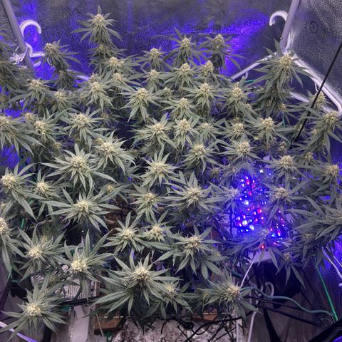Fruity Pebbles 2.0 growlog photo: Le bouste PK++ commence à être visible yess