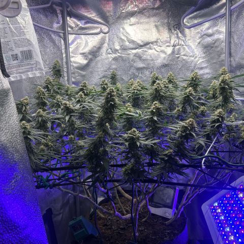 Fruity Pebbles 2.0 growlog photo: Le bouste PK++ commence à être visible yess