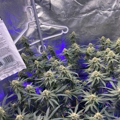 Fruity Pebbles 2.0 growlog timeline photo