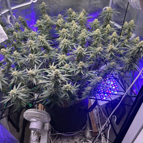 Fruity Pebbles 2.0 growlog timeline photo