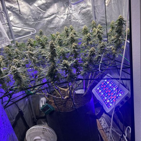 Fruity Pebbles 2.0 growlog timeline photo