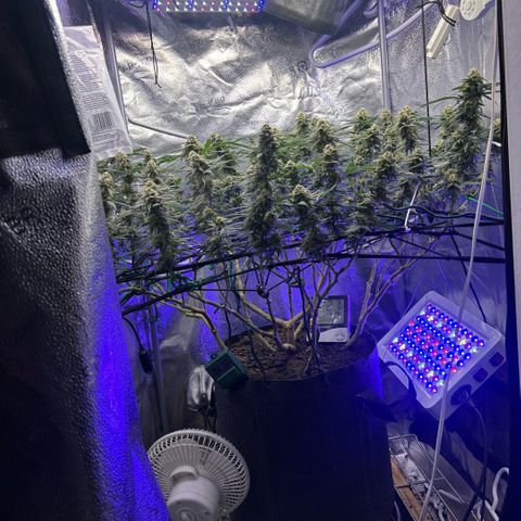 Fruity Pebbles 2.0 growlog timeline photo