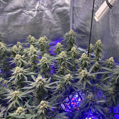 Fruity Pebbles 2.0 growlog timeline photo