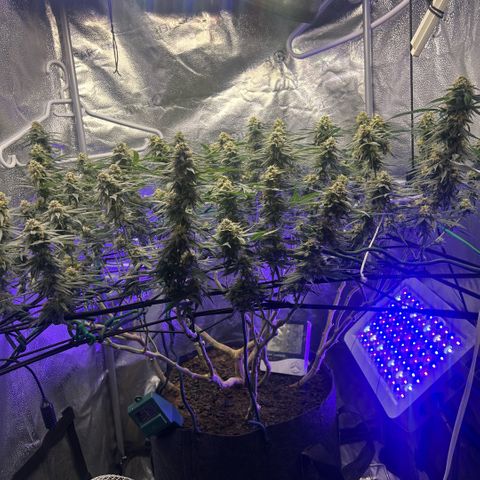 Fruity Pebbles 2.0 growlog timeline photo