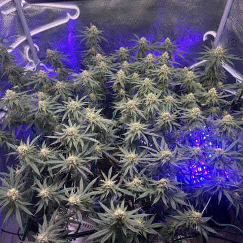 Fruity Pebbles 2.0 growlog timeline photo