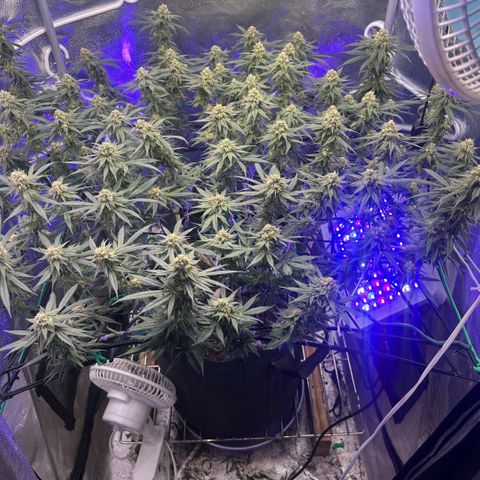 Fruity Pebbles 2.0 growlog timeline photo