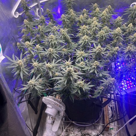 Fruity Pebbles 2.0 growlog timeline photo