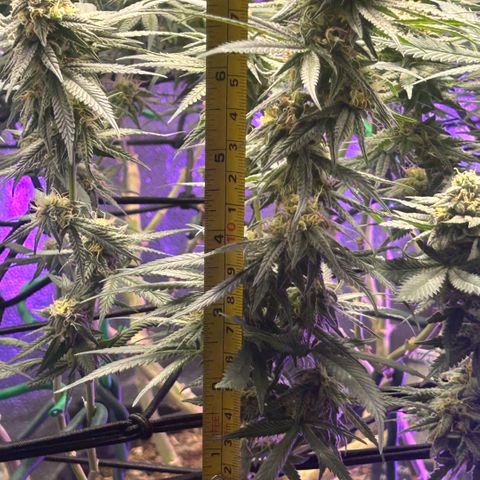 Fruity Pebbles 2.0 growlog timeline photo