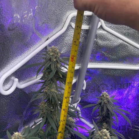 Fruity Pebbles 2.0 growlog timeline photo