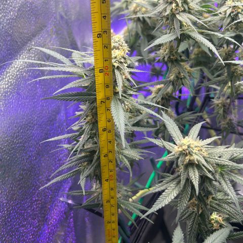 Fruity Pebbles 2.0 growlog timeline photo