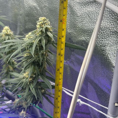 Fruity Pebbles 2.0 growlog timeline photo