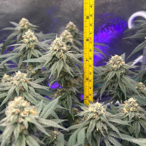 Fruity Pebbles 2.0 growlog timeline photo