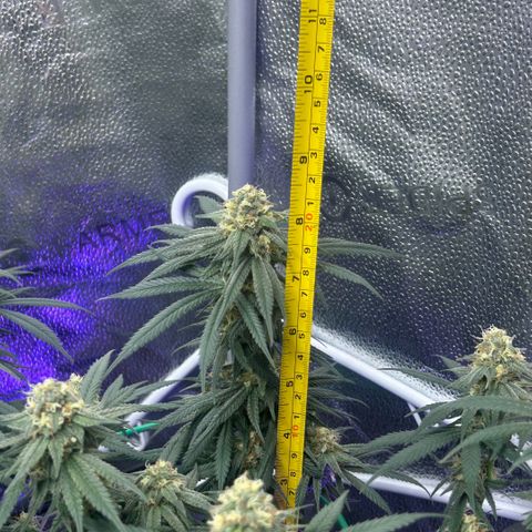 Fruity Pebbles 2.0 growlog timeline photo