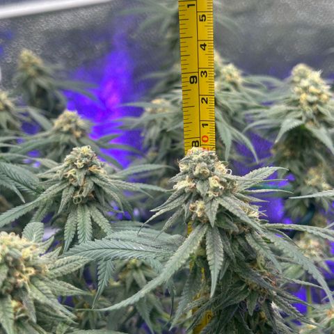 Fruity Pebbles 2.0 growlog timeline photo