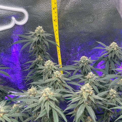 Fruity Pebbles 2.0 growlog timeline photo