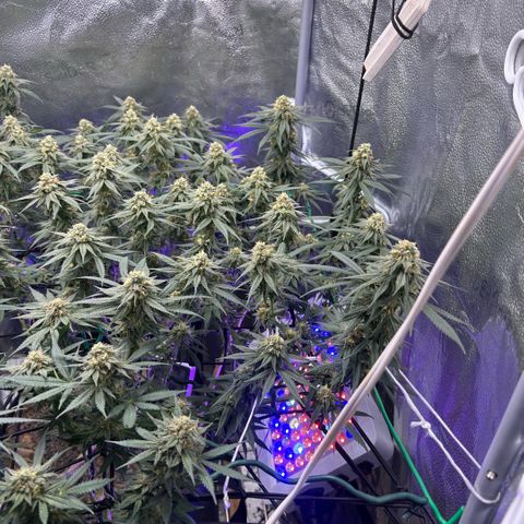 Fruity Pebbles 2.0 growlog timeline photo