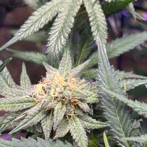 Fruity Pebbles 2.0 growlog timeline photo
