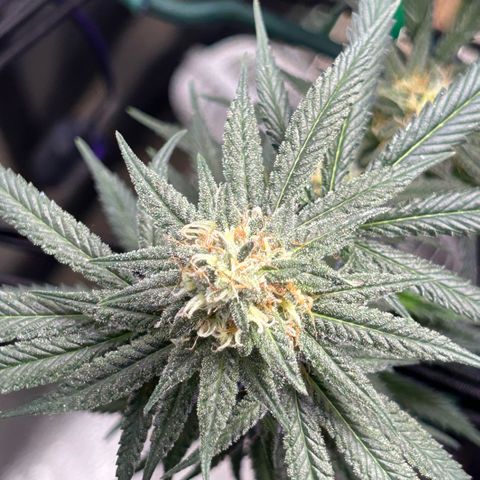Fruity Pebbles 2.0 growlog timeline photo