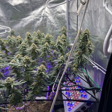 Fruity Pebbles 2.0 growlog timeline photo