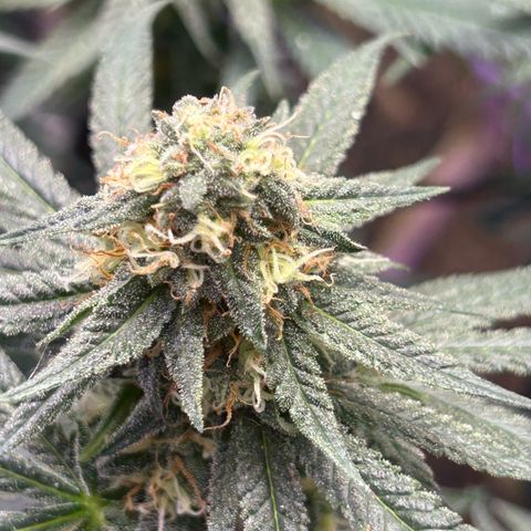 Fruity Pebbles 2.0 growlog timeline photo